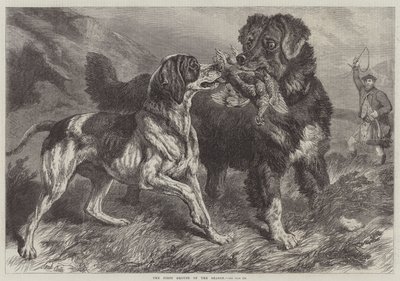 Il primo gallo cedrone della stagione da Samuel John Carter